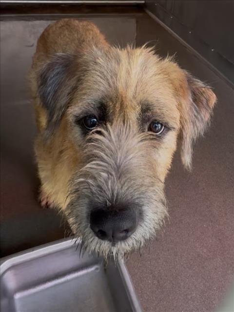 HACHI - Tibetan Terrier available for adoption