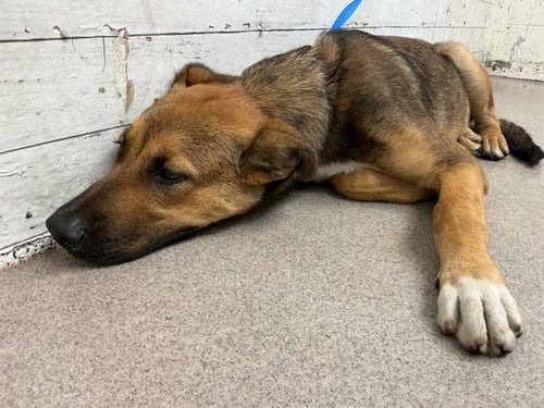 SKYLAR - German Shepherd Dog available for adoption