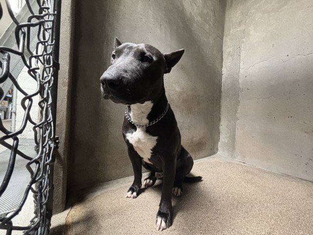 BOLT - Bull Terrier available for adoption