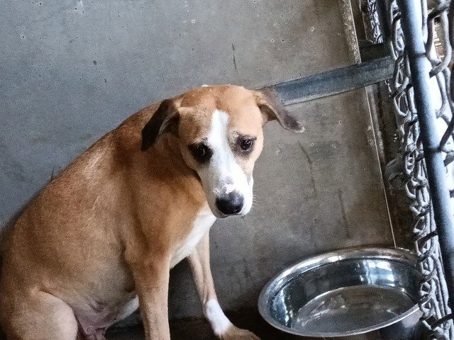 ELLA Image