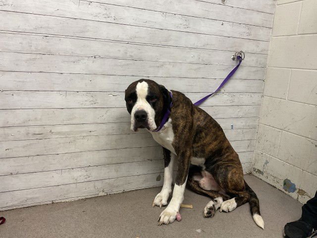 BEAR - Great Dane / Saint Bernard available for adoption