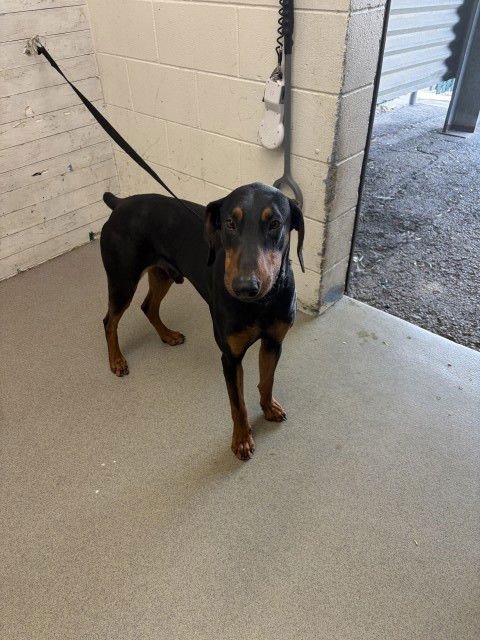 DOBY - Doberman Pinscher available for adoption