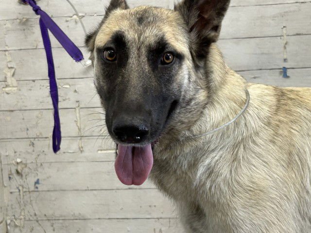 JANIE - German Shepherd Dog available for adoption