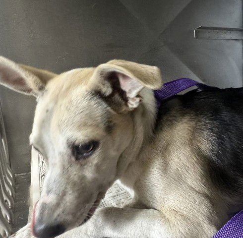 A588423 - Chihuahua / German Shepherd Dog available for adoption