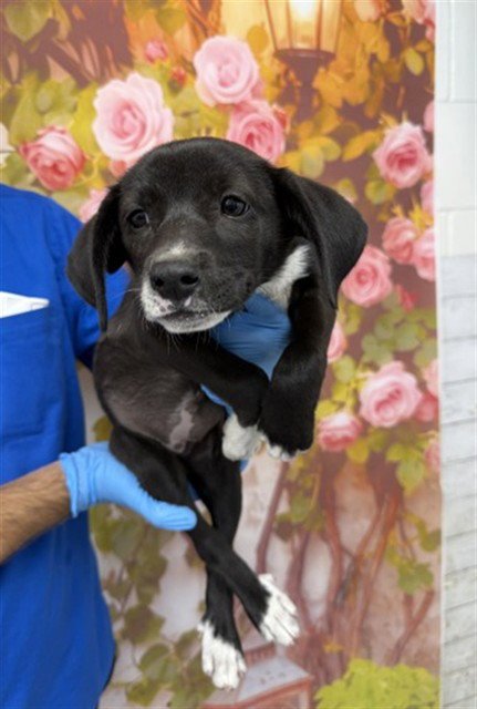 RAKSHA - Labrador Retriever available for adoption