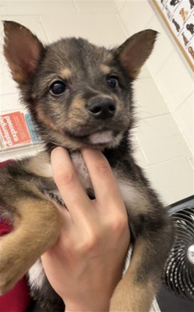 A596067 - German Shepherd Dog available for adoption