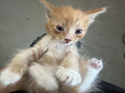 RON - Domestic Short Hair available for adoption