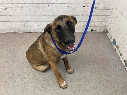 JESSICA - German Shepherd Dog available for adoption