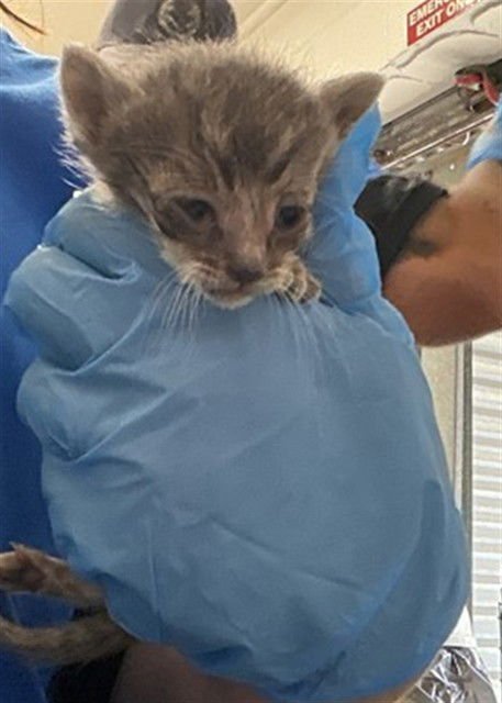 A590668 - Siamese available for adoption