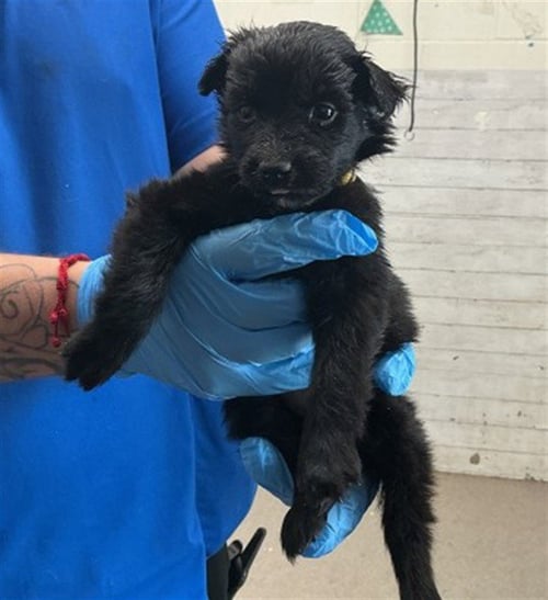 WAFER - Border Collie available for adoption