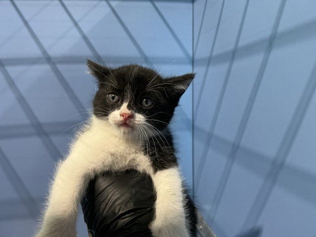 ABBY Image