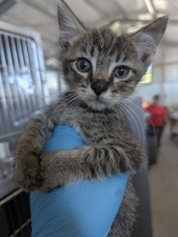 ALBERT - Domestic Short Hair available for adoption
