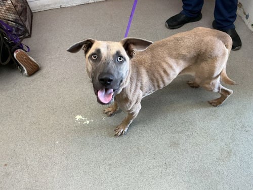 ADIA - Belgian Shepherd Malinois available for adoption