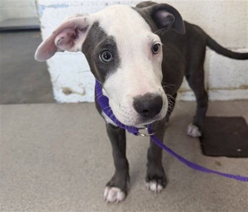ALI - Pit Bull Terrier available for adoption