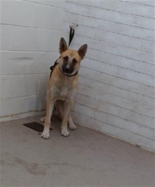 JOVIE - Belgian Shepherd Malinois available for adoption