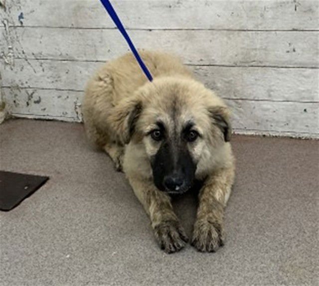 CHERRY - German Shepherd Dog available for adoption