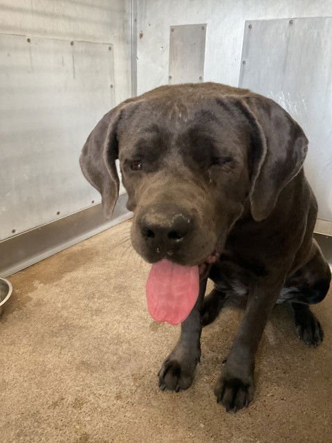 RUTHIE - Cane Corso Mastiff available for adoption