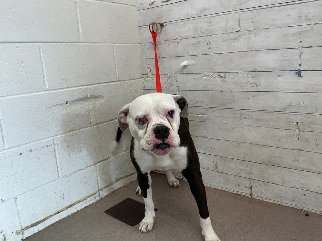 PHOEBE - American Bulldog available for adoption