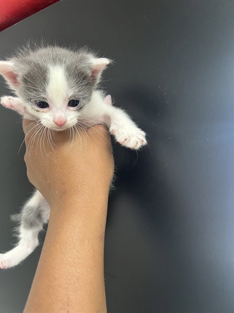 SESAME - Domestic Short Hair available for adoption