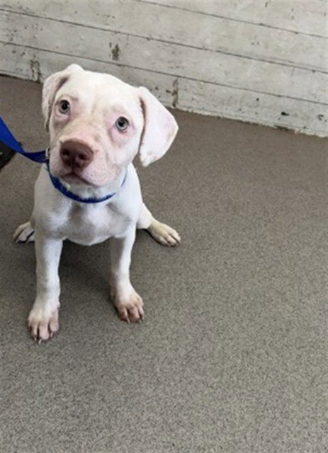 SALLY - Pit Bull Terrier available for adoption