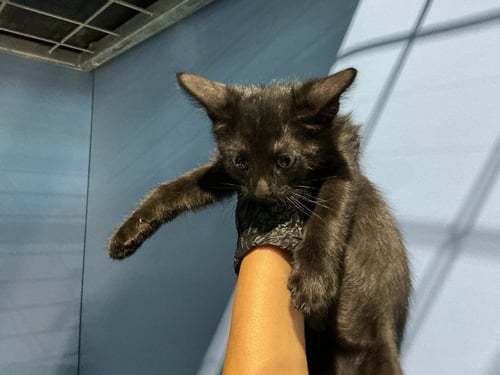 LICORICE - Domestic Short Hair available for adoption