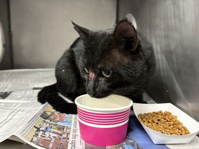 CHASE - Domestic Short Hair available for adoption