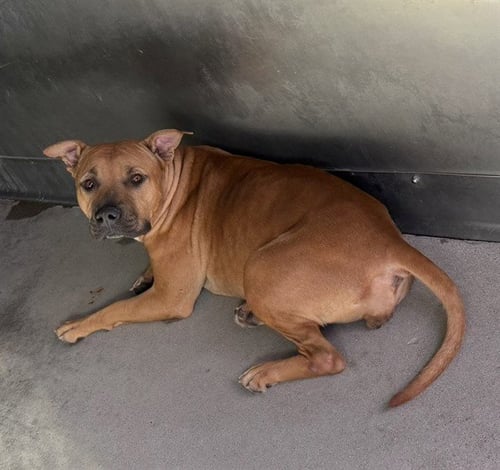 SNICKERDOODLE - Boxer available for adoption
