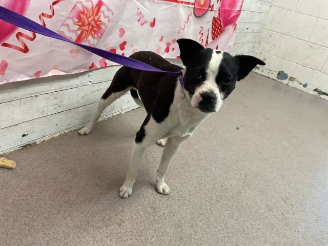 GEORGIE - Boston Terrier available for adoption