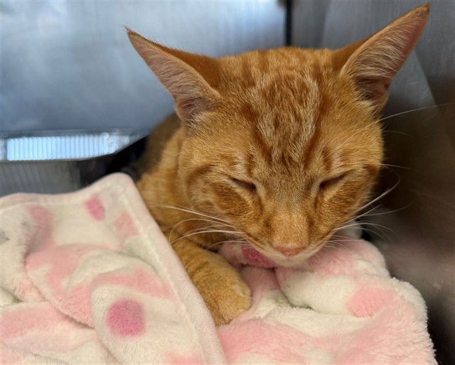 BIJOU - Domestic Short Hair available for adoption