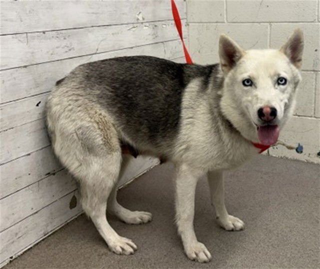 SUMMER - Siberian Husky / German Shepherd Dog available for adoption