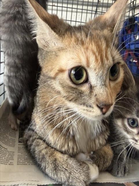 GRANGER - Domestic Short Hair available for adoption