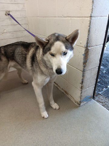 PRINCE - Siberian Husky available for adoption