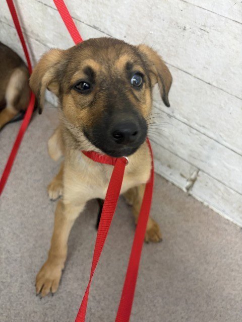 MOANA - German Shepherd Dog available for adoption