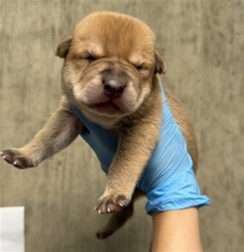 A596978 - Pit Bull Terrier available for adoption