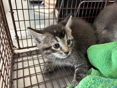 DUMPLING - Domestic Short Hair available for adoption