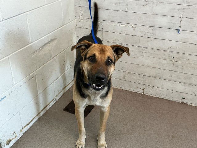 TUCKER - German Shepherd Dog available for adoption