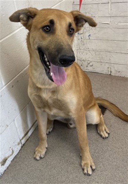 FROST - German Shepherd Dog available for adoption