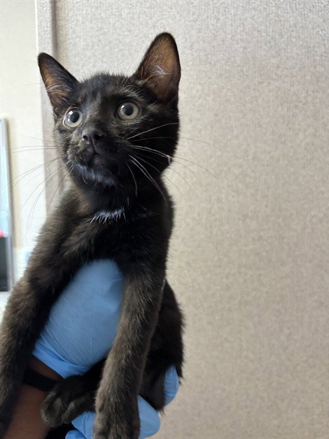 A592275 - Domestic Short Hair available for adoption