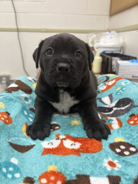 A598585 - Pit Bull Terrier available for adoption