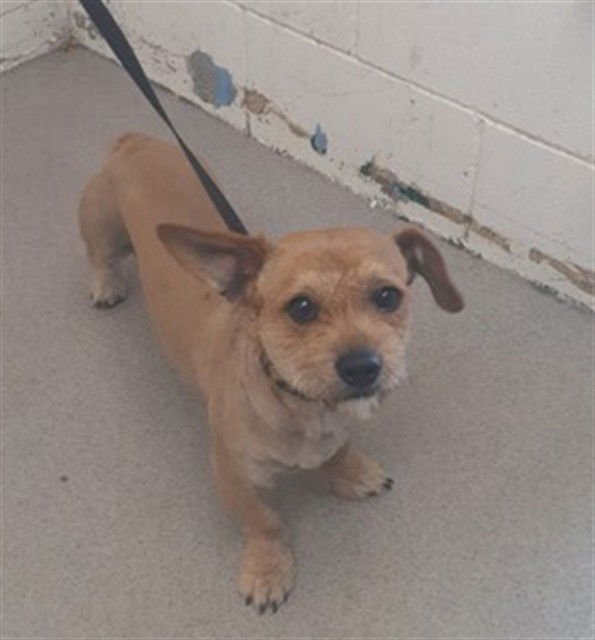 REMY - Wirehaired Fox Terrier available for adoption