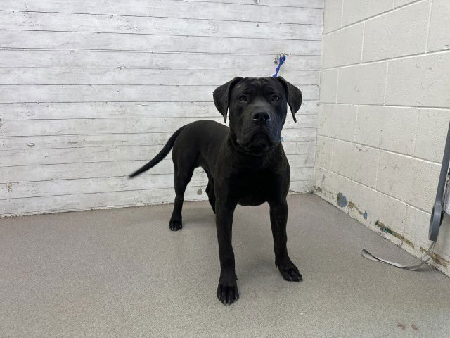 ONYX - Cane Corso Mastiff available for adoption