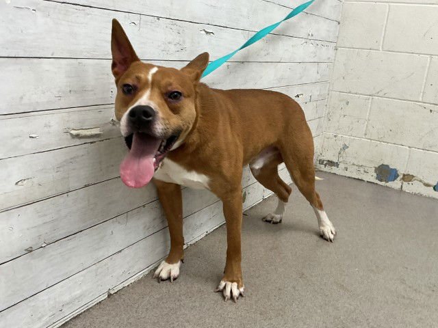 AXEL - Pit Bull Terrier available for adoption