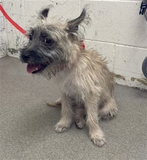 GANDOLF - Terrier available for adoption