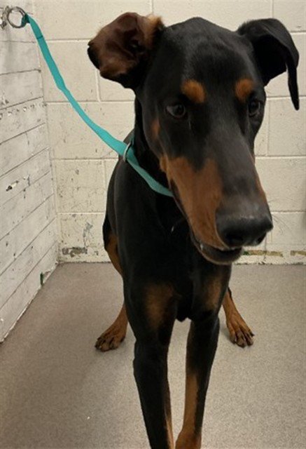 LALO - Doberman Pinscher available for adoption