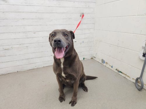 BLOSSOM - Pit Bull Terrier available for adoption