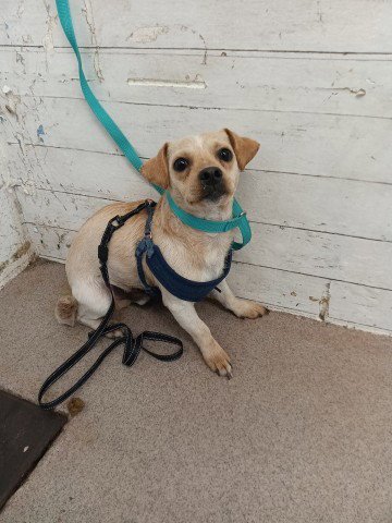 KENNY - Chihuahua available for adoption