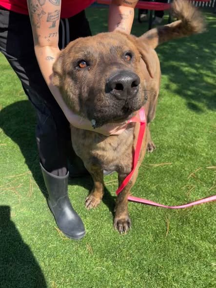 STRETCH - Pit Bull Terrier / Akita available for adoption