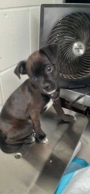 RICO - Boston Terrier available for adoption