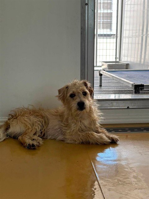 AJ - Terrier available for adoption