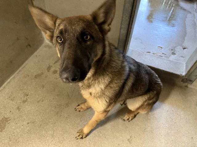 DAISY - German Shepherd Dog available for adoption